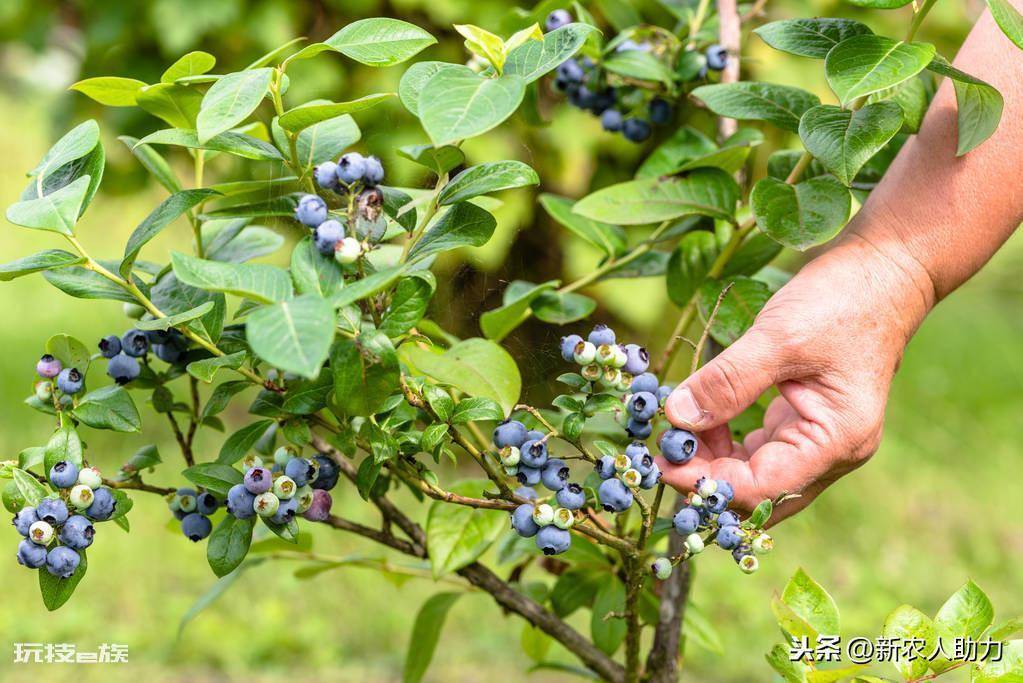 蓝莓树最喜欢的肥料是什么(老农分享蓝莓对肥料的需求特点)-图片4